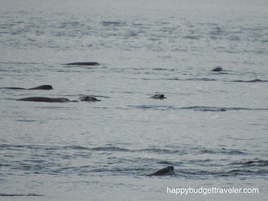 Seals in St. Catherine Bay-Quebec.