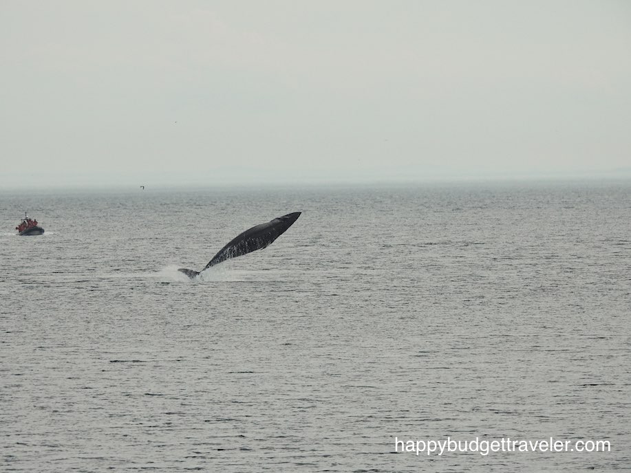 Whale breaching in St. Catherine Bay, Quebec.