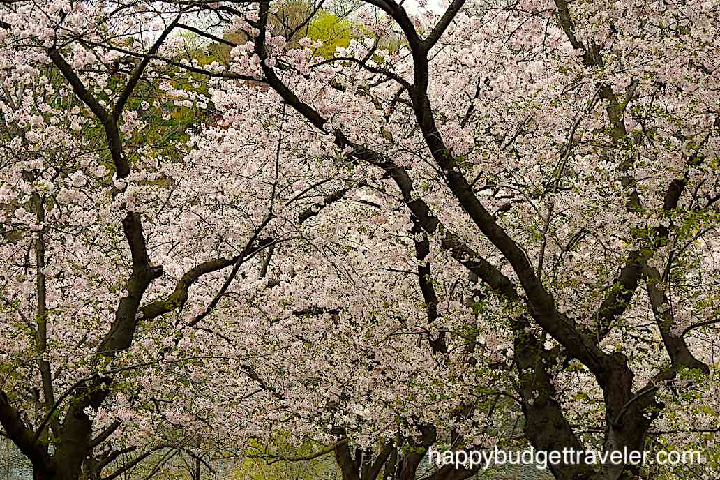 Cherry blossom trees at High park, Toronto-Canada