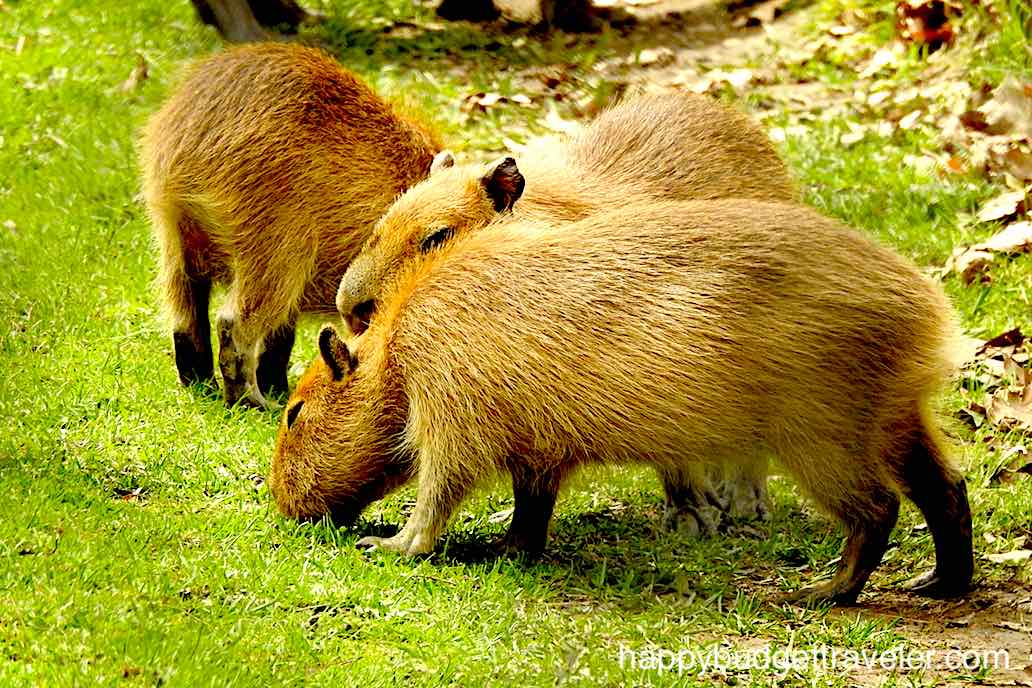 Capybara at High Park Zoo, Toronto.