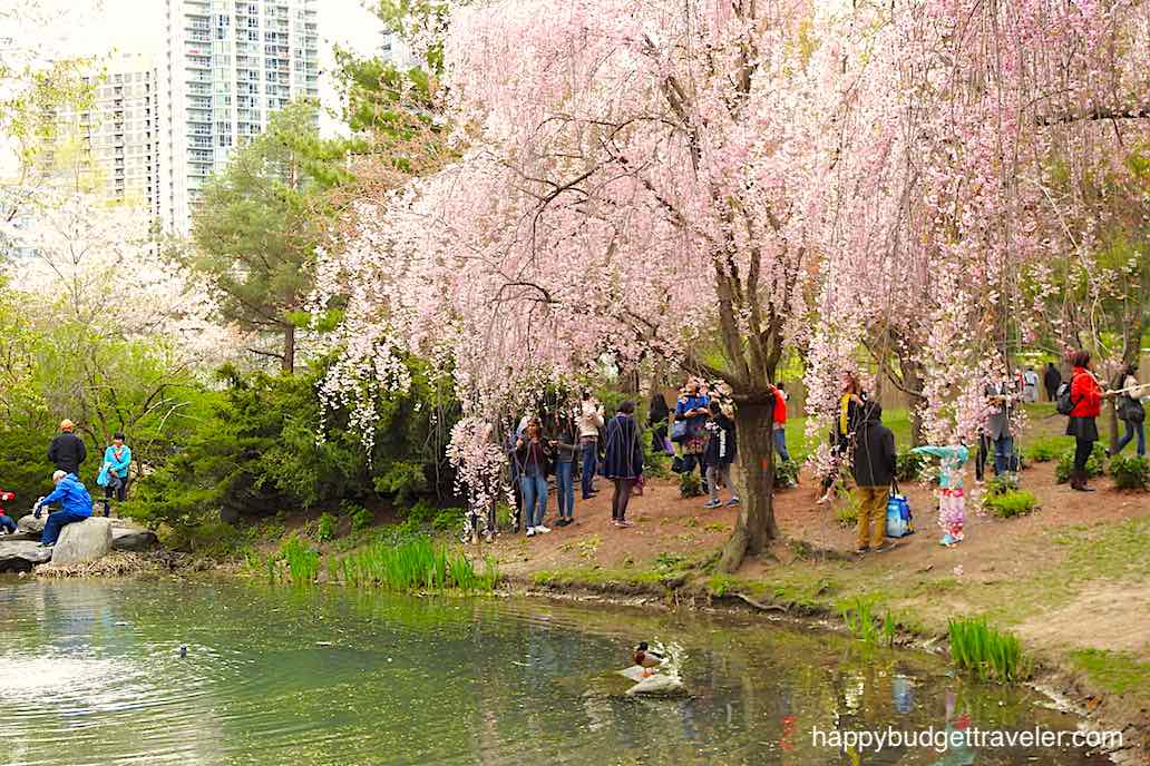 Picture of Cherry Blossoms in Kariya park, Mississauga-Canada.