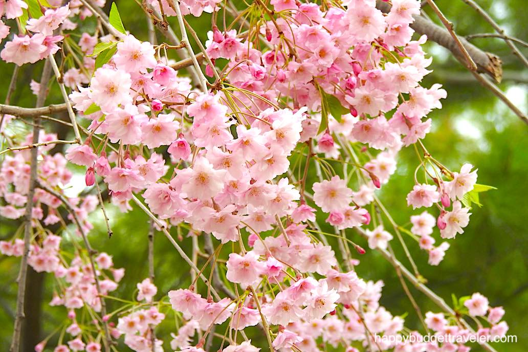 A picture of Cherry Blossoms in Kariya Park, Mississauga.