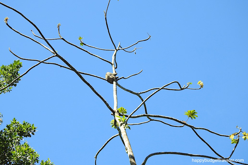 Picture of a sloth way-up in a tree in the natural habitat of the Sloth Sanctuary, Costa Rica
