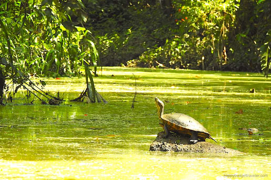 Picture of a tortoise sunbathing on the Estrella River in the Sloth Sanctuary, Costa Rica