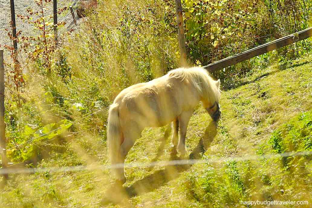 Picture of a Torbay Pony, Newfoundland