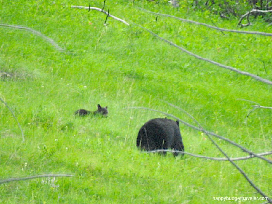 Picture of a Mama and baby bear in a meadow, Johnston Canyon, Banff-Canada