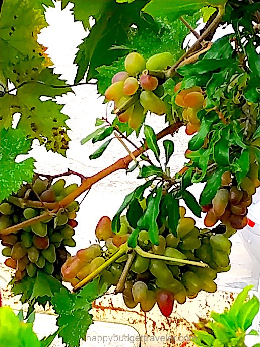 Picture of grapes from wineries in Kalabaka, Greece