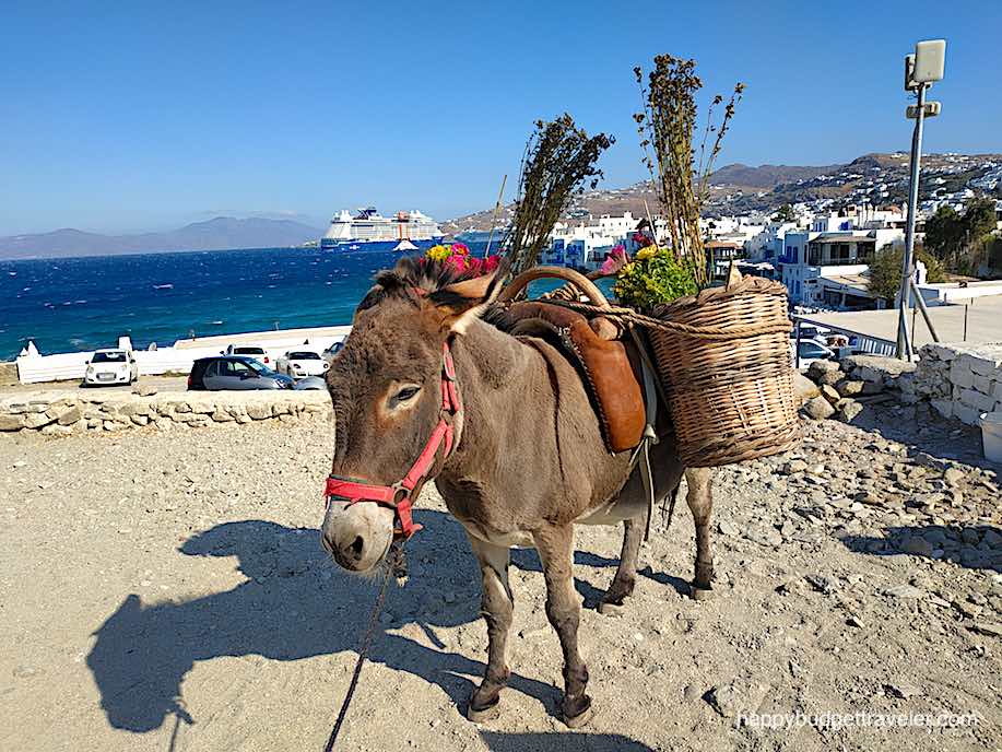 Picture of he only donkey in town, Mykonos