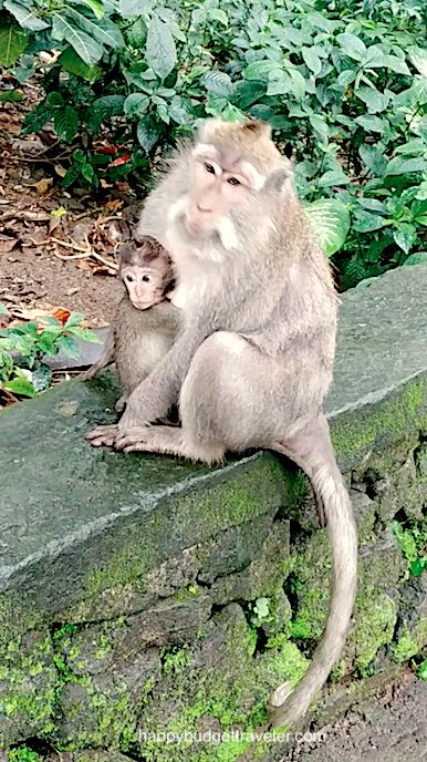 Picture of a monkey posing with her little one. Ubud, Bali