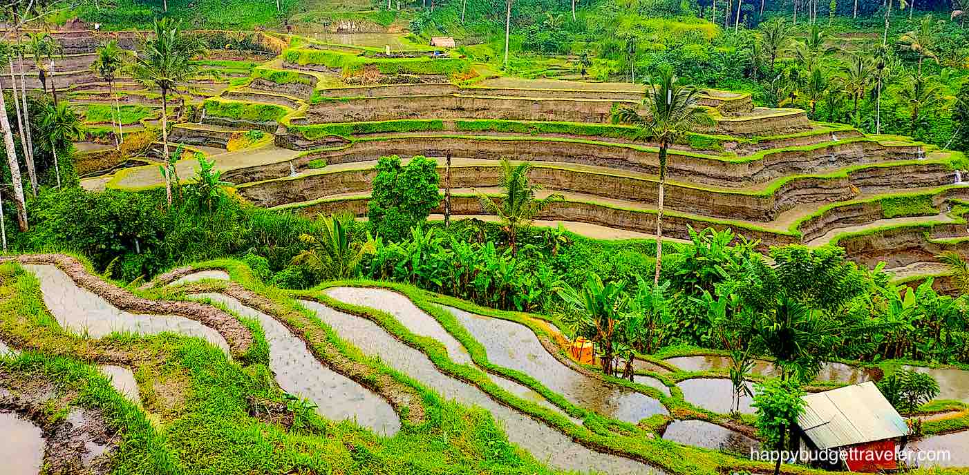 Picture of the Rice terraces of Tegallalang, Bali